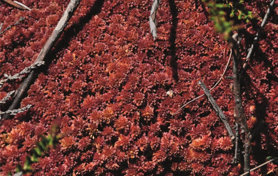 Das Torfmoos Sphagnum magellanicum.JPG