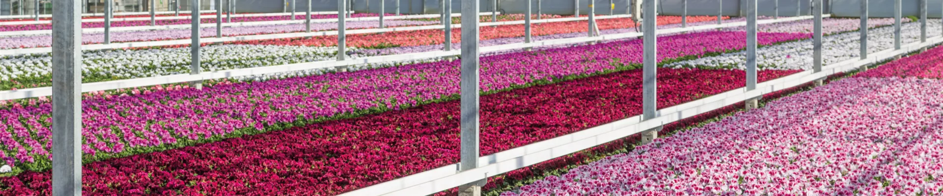 Rechteck 6 Rechteck 6