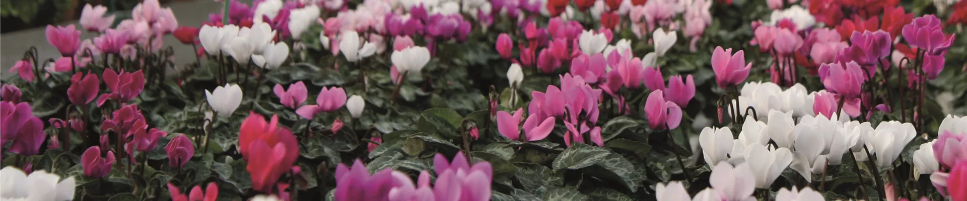 Seite 10 und 11 Stimmungsbild 426mm