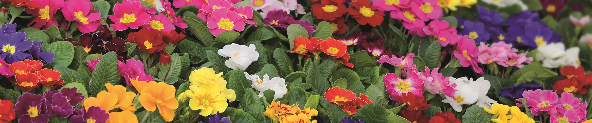 Classic AdobeStock_138379985-cmyk Classic AdobeStock_138379985-cmyk