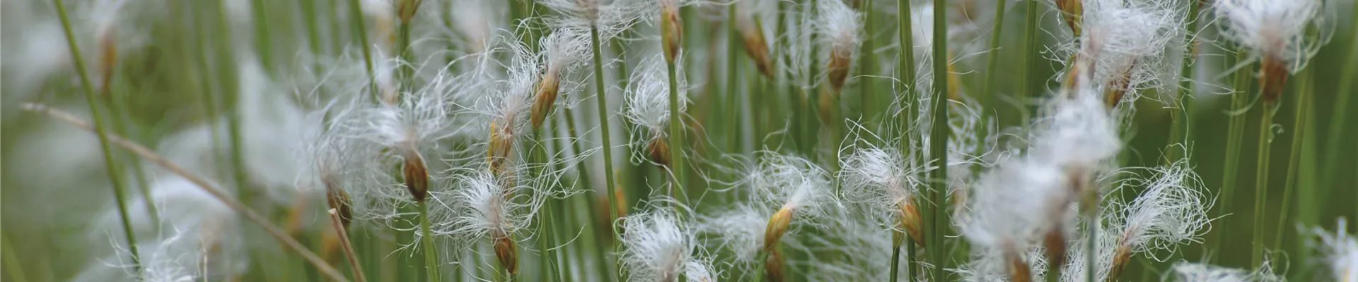 Rasige Haarsimse_0605