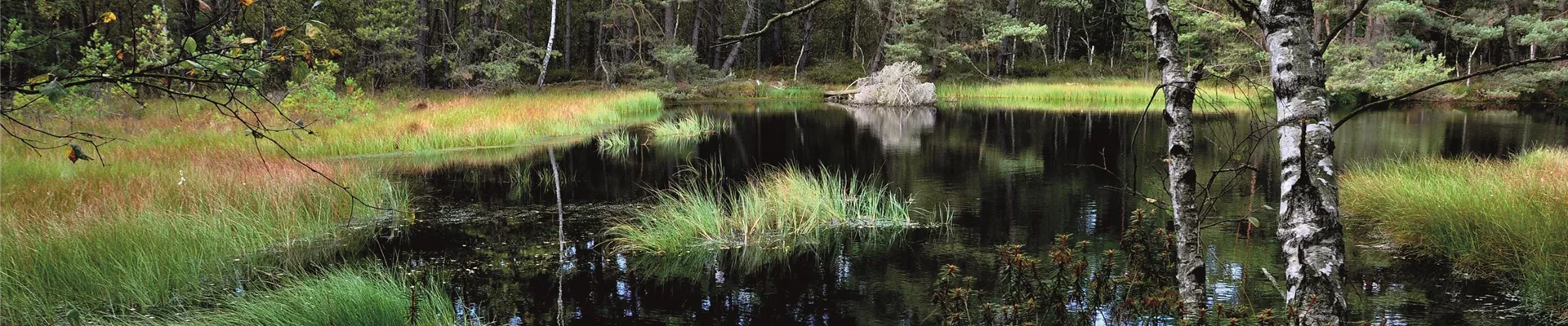 Renaturierter Torfstich Einheitserde 521